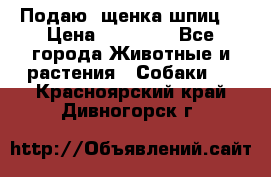 Подаю. щенка шпиц  › Цена ­ 27 000 - Все города Животные и растения » Собаки   . Красноярский край,Дивногорск г.